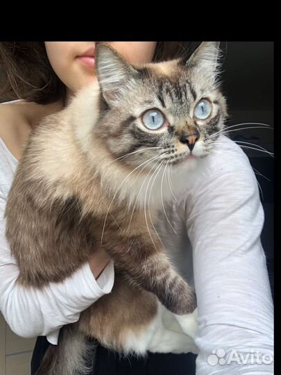 Кот в добрые руки