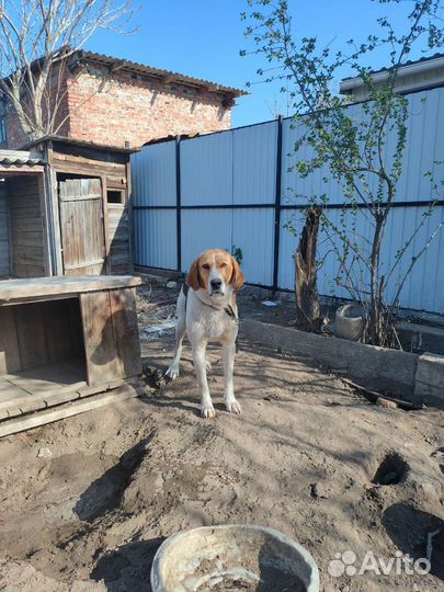 Русская пегая гончая вязка