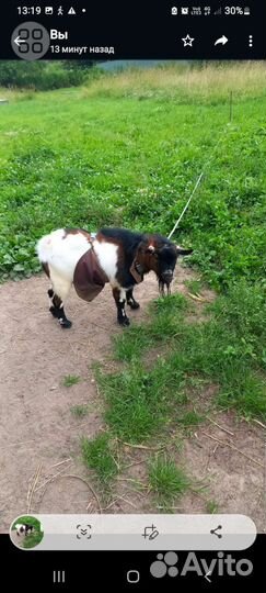 Камерунчики