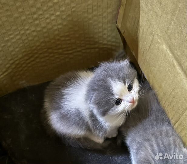 Отдам вислоухих котят в добрые руки