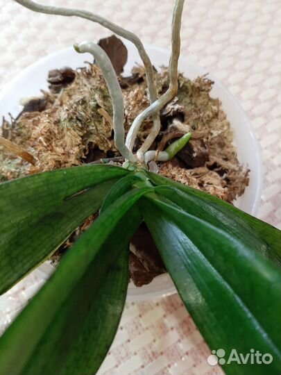 Aerangis mystacidii