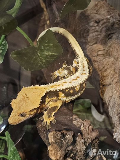 Реснитчатый бананоед самец и самка