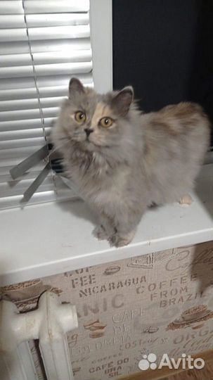 Кошка в дар