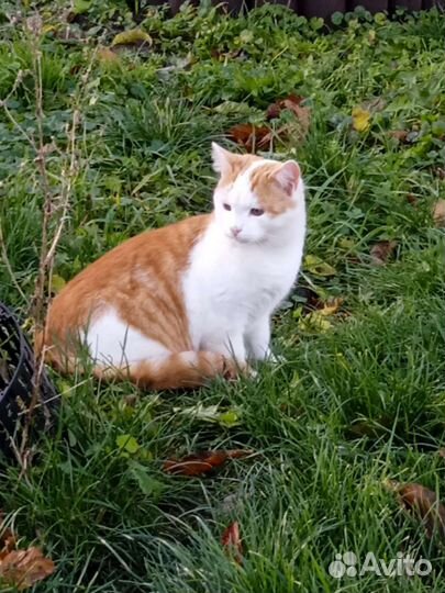 Молодой крепкий кот