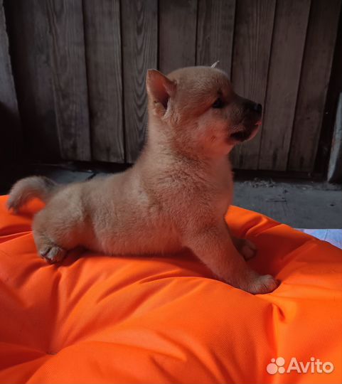 Сиба Ину щенки