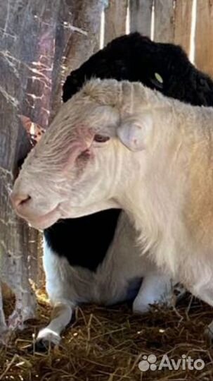 Ягнята от Дорпера и Катума козлята Гулаби и Камори