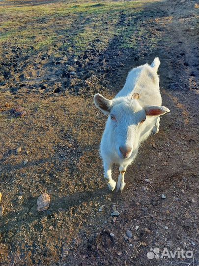 Зааненская дойная коза