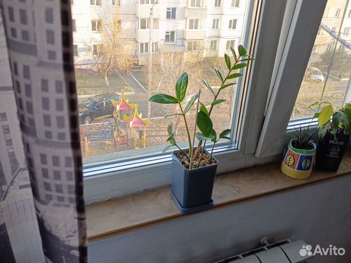 Замиокулькас