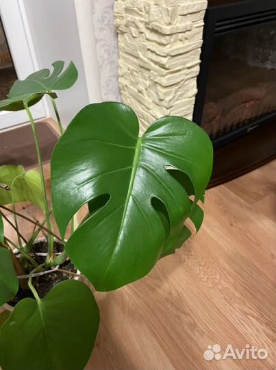 Монстера комнатный цветок