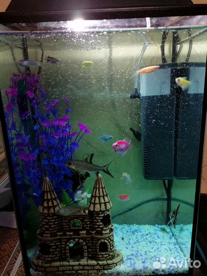 Аквариумные рыбки