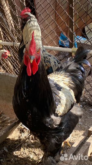 Петухи