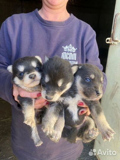 Собачки в добрые руки