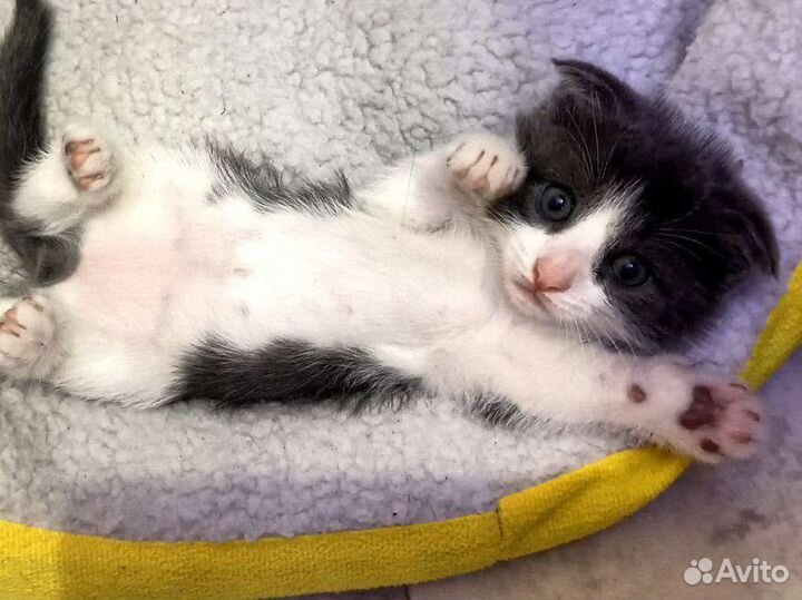 Британская девочка