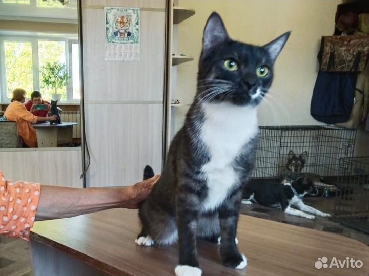 Кошка в дар бесплатно