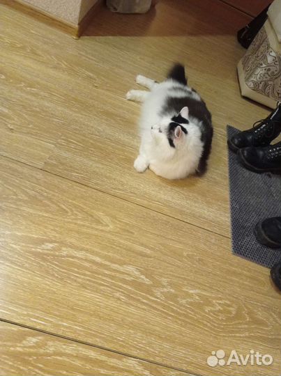 Отдам бесплатно котика