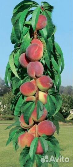 Персик колоновидный сорт Медовый