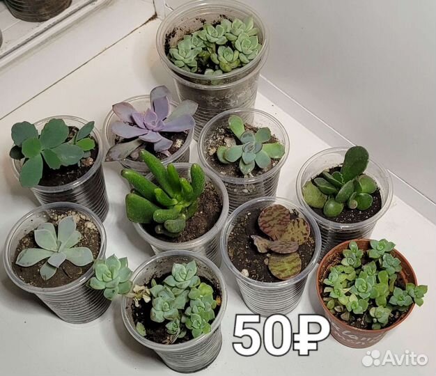 Бергерантус вогнутый (суккулент)