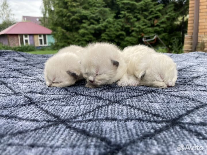 Котята Невской Маскарадной