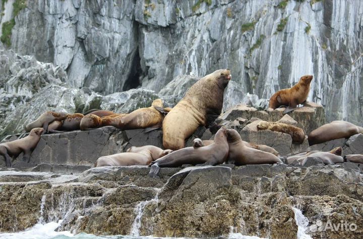 Камчатка турпоездка экспедиции 5-9 дн