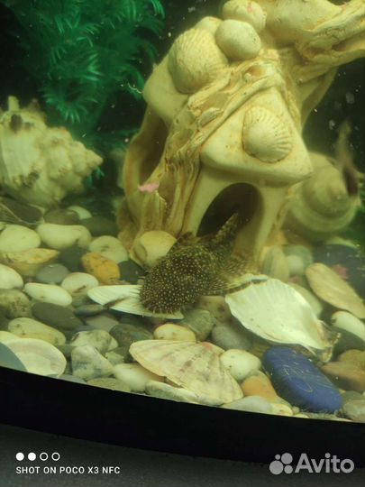 Аквариум с рыбками