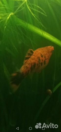 Гуппи, молинезии,меченосцы. Водоросли,улитки