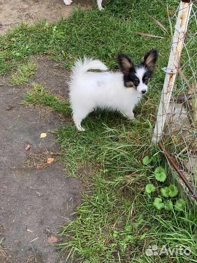 Щенок папийона(девочка)