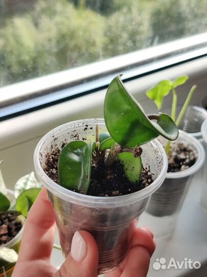 Хойя компакта