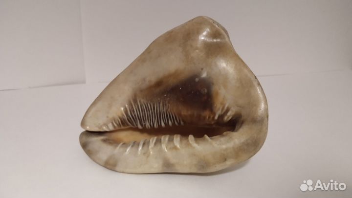 Огромная Натуральная Раковина для Вашего Интерьера