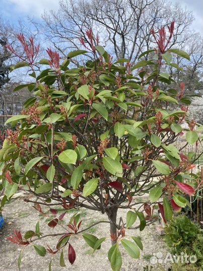 Фотиния на штамбе ред робен