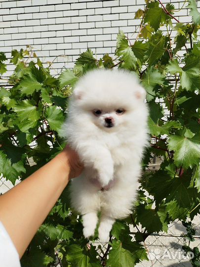 Померанский шпиц большой выбор щенков