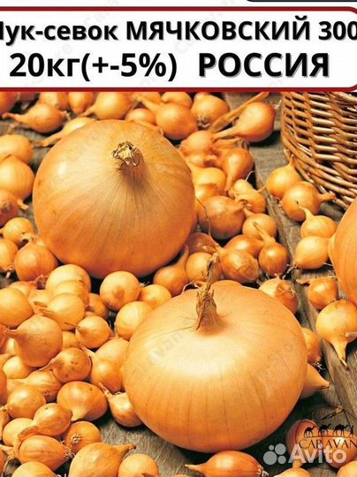 Лук севок мячковский