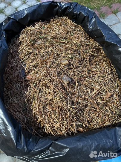 Хвойный опад