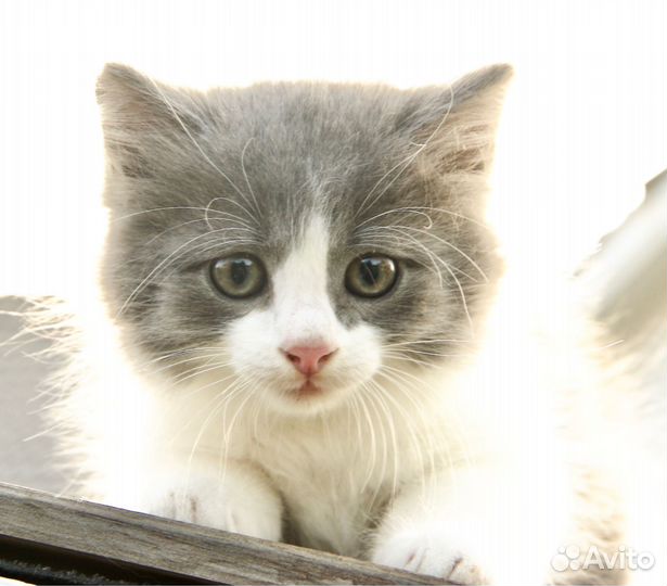 Котенок ищет дом. В добрые руки. Привезем