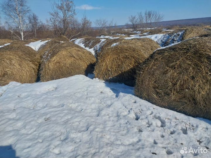 Продам сено в рулонах