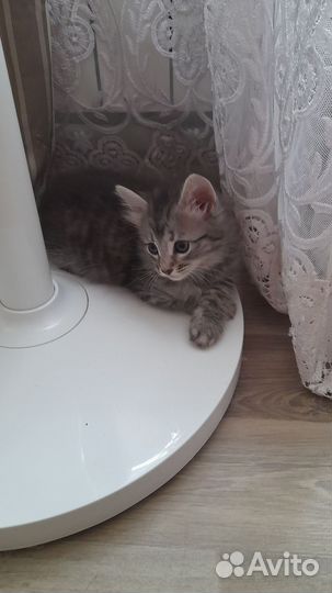 Кошки в добрые руки