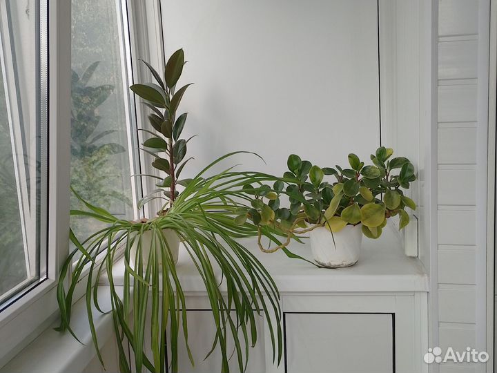 Цветы комнатные,3 шт