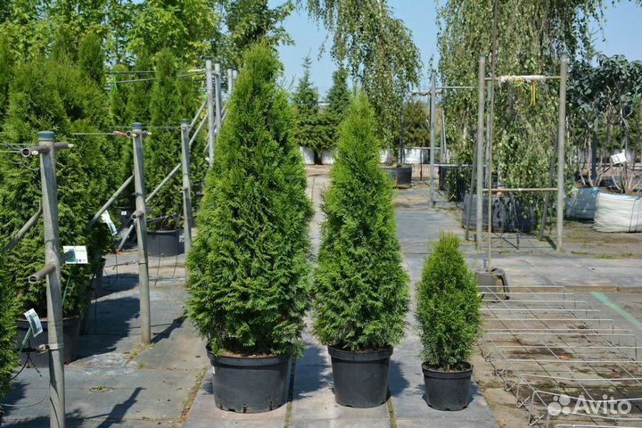 Туи Смарагд