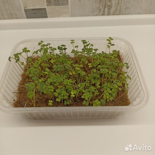 Стеллаж из 5 лотков для микрозелени