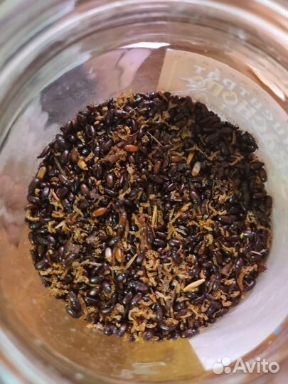 Жук знахарь+личинки