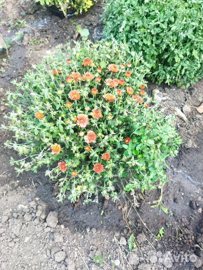 Хризантема мультифлора