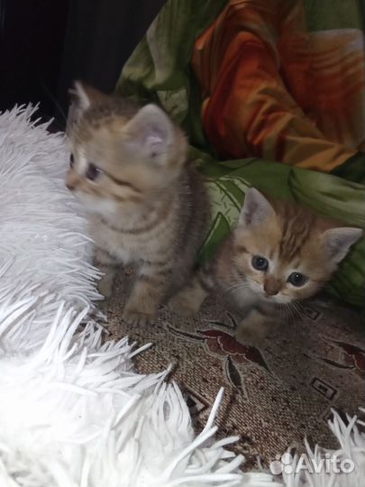 Кошка в дар бесплатно