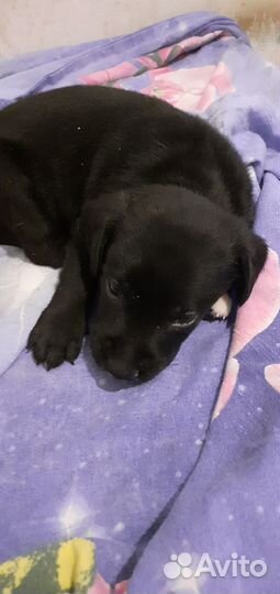 Щенки лабрадора