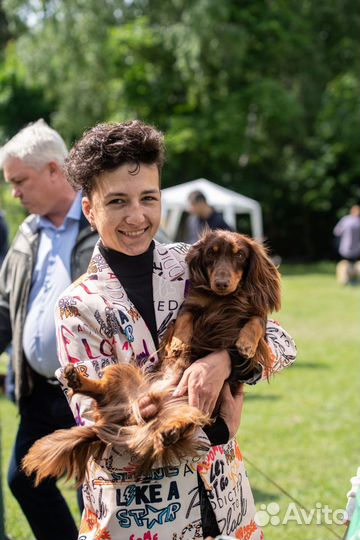 Передержка собак у кинолога