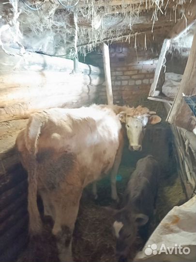 Корова с теленком