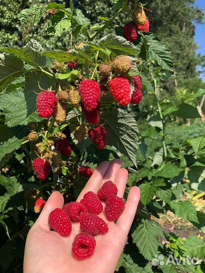 Малина ремонтантная