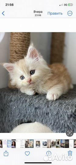 Котята мейн-кун
