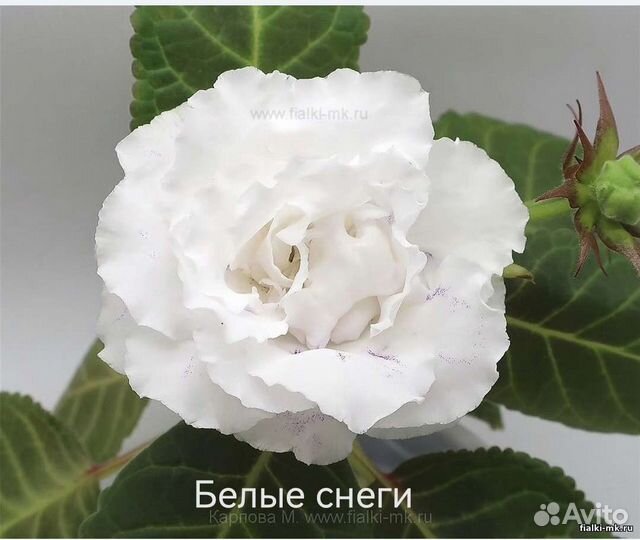 Глоксиния лист
