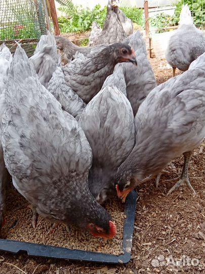Куры несушки