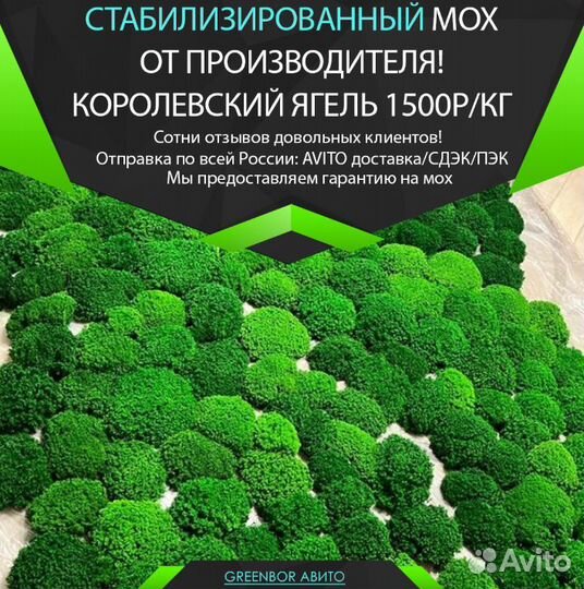 Премиум кочки мох королевский топ 2023 года