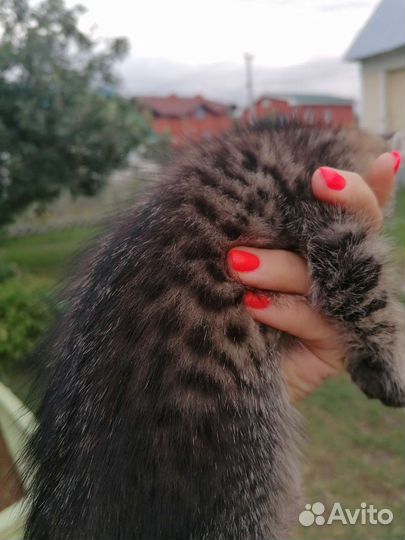 Котята
